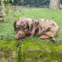 Bassotto standard pelo lungo