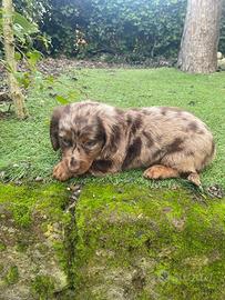 Bassotto standard pelo lungo