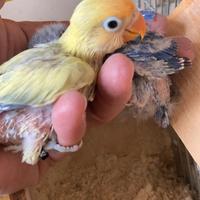 Pappagalli inseparabili Fischer