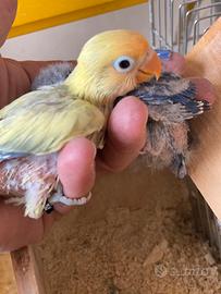 Pappagalli inseparabili Fischer