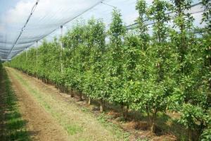 Terreno di 81360 m² a San Possidonio