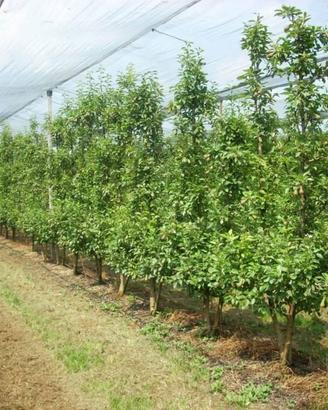 Terreno di 81360 m² a San Possidonio