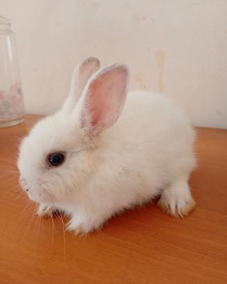 Coniglio nano