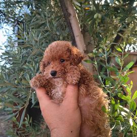 Barboncino mini Toy Red femmina e maschi
