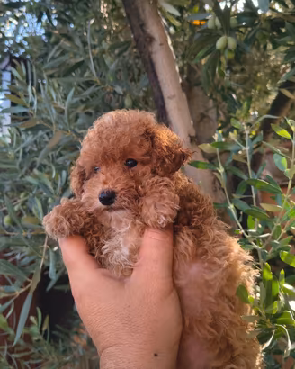 Barboncino mini Toy Red femmina e maschi