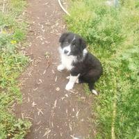 Cuccioli border collie