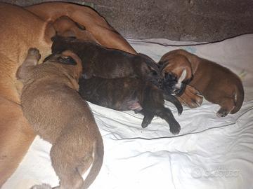 Cuccioli Boxer