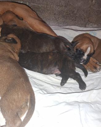 Cuccioli Boxer