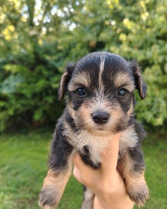 Morkie cucciole femmine