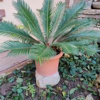 pianta di cycas media con vaso