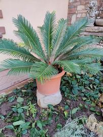 pianta di cycas media con vaso