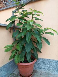 CINQUE PIANTE DI AVOCADO