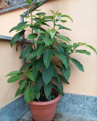 CINQUE PIANTE DI AVOCADO