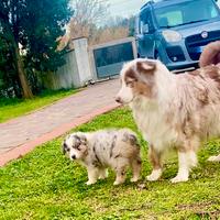Pastore Australiano Australian Shepherd Maschio