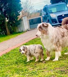 Pastore Australiano Australian Shepherd Maschio
