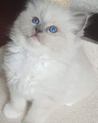 Cuccioli genitori Ragdoll con pedigree