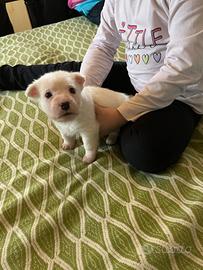 Cucciolo Jack Russel