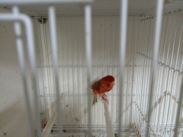 Canarini pronto alle cove