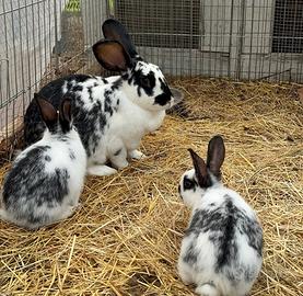 Conigli misti