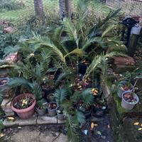 Cicas