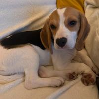 Cucciola di beagle di 5 mesi