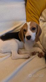 Cucciola di beagle di 5 mesi