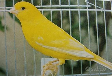 Canarini gialli e pezzati in blocco