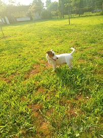 Jack Russell