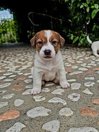 Cuccioli jack russell