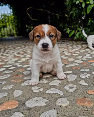 Cuccioli jack russell
