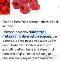 Piante LAMPONI  ROSSI