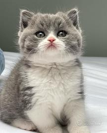 BRITISH SHORTHAIR CUCCIOLI BLU BIANCO disponibili