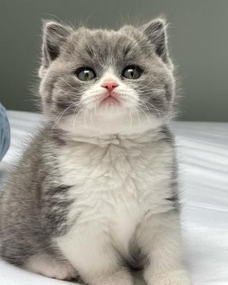 BRITISH SHORTHAIR CUCCIOLI BLU BIANCO disponibili