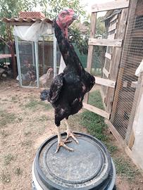 O Shamo Japanese galline