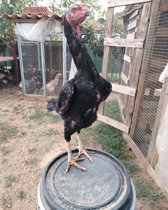 O Shamo Japanese galline