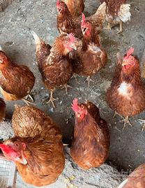Galline ovaiole rosse