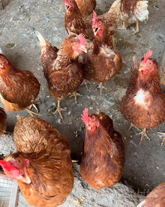 Galline ovaiole rosse