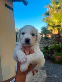 Cuccioli taglia medio grande