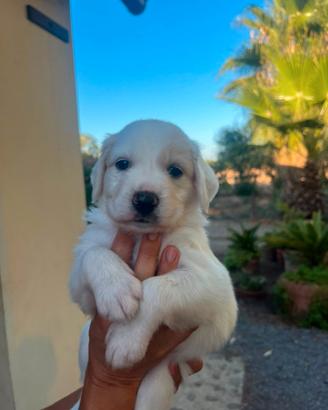 Cuccioli taglia medio grande