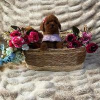 Cucciola barboncina toy red