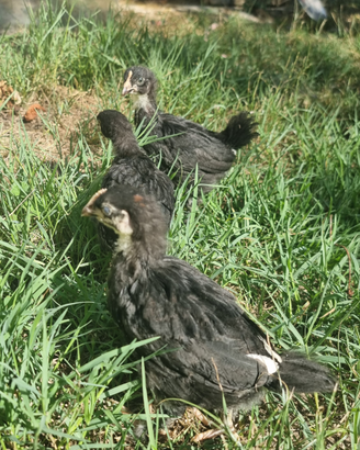 Pollastre marans 2 mesi