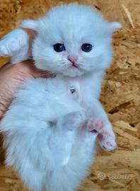 Gattina bianca persiana normotipo
