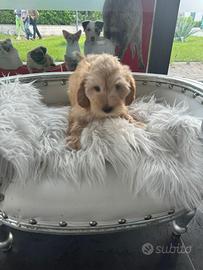 Maltipoo