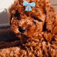 Cuccioli di barboncino Toy Red