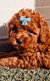 Cuccioli di barboncino Toy Red