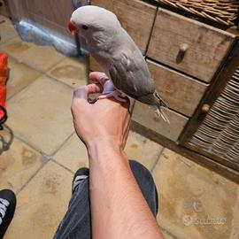 Parrochetto dal collare allevato a mano