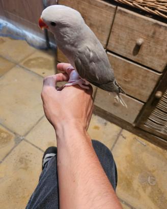 Parrochetto dal collare allevato a mano