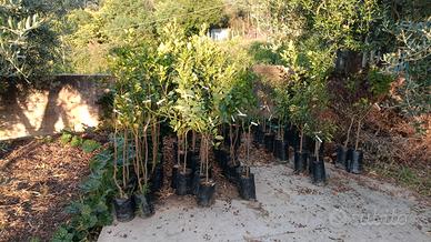 Piante di limoni e kumquat