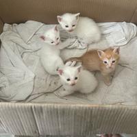 Cuccioli gatto