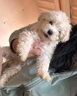 Cucciolo di maltese toy